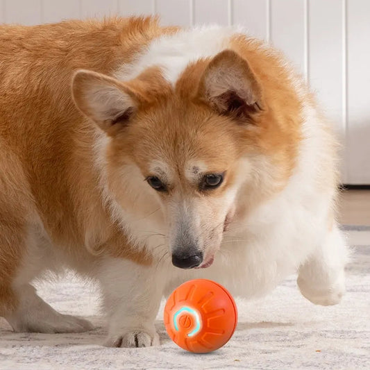 Dog playing with a ball on a wooden floor with a minimalistic background