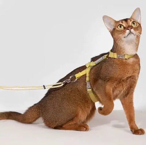 Escape Proof Cat Harness Leash - Adjustable, Secure - Petmartopia