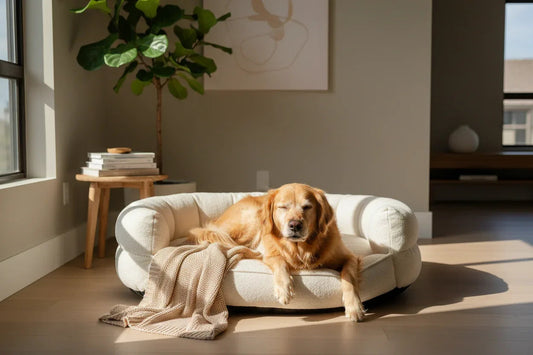 A dog slept on a couch with anxiety 
