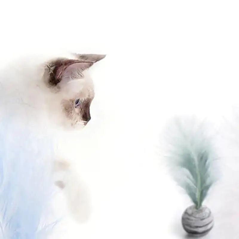Cat Toys