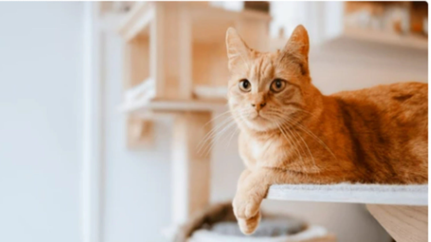Orange cat sitting on a white surface with a blurred background