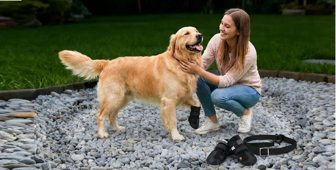 Hero_image_GPS - Petmartopia