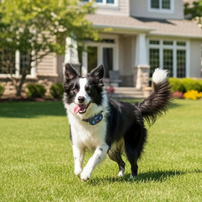 Wireless Pet Fence System - Safe Boundary Training - Petmartopia