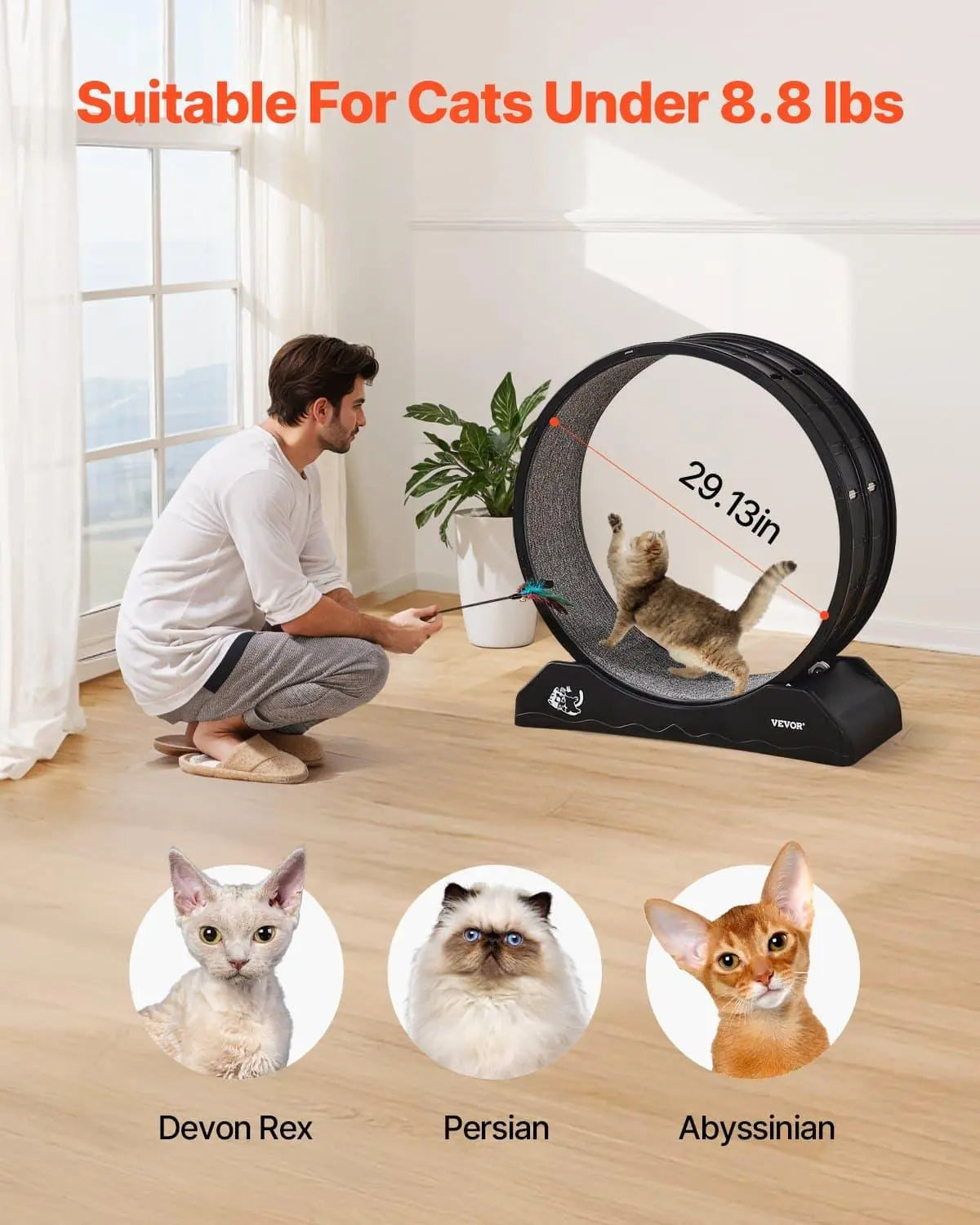 Beds & Furniture Black Cat Exercise Wheel