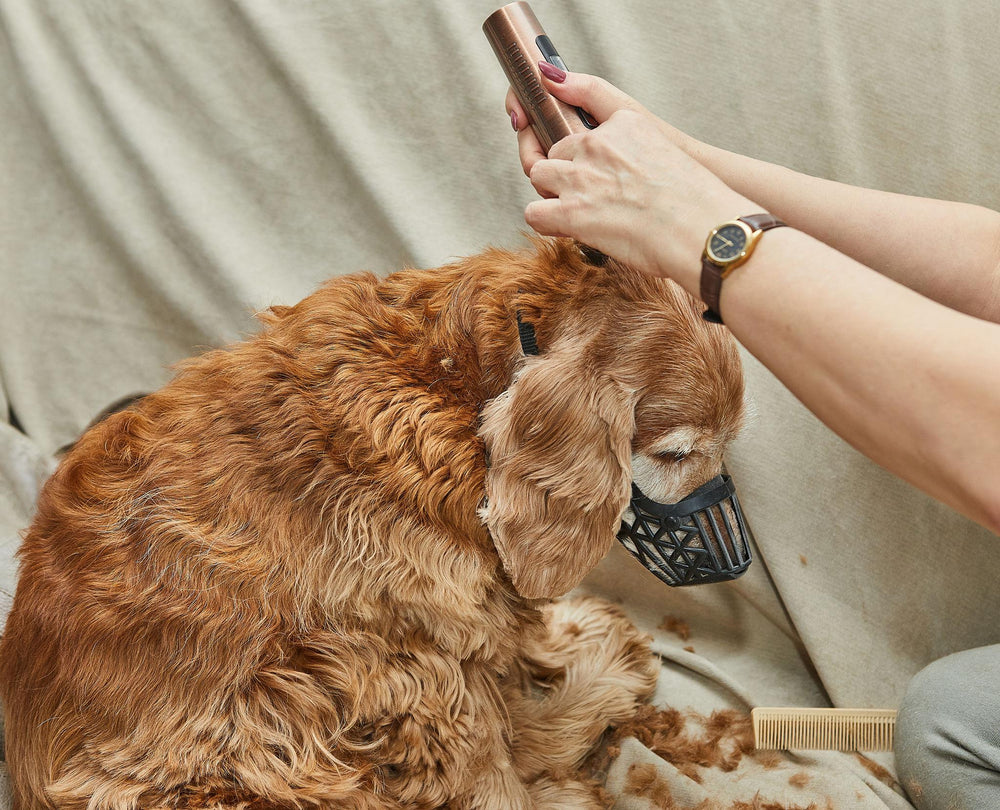 Person grooming a brown dog with a black muzzle on a beige couch.