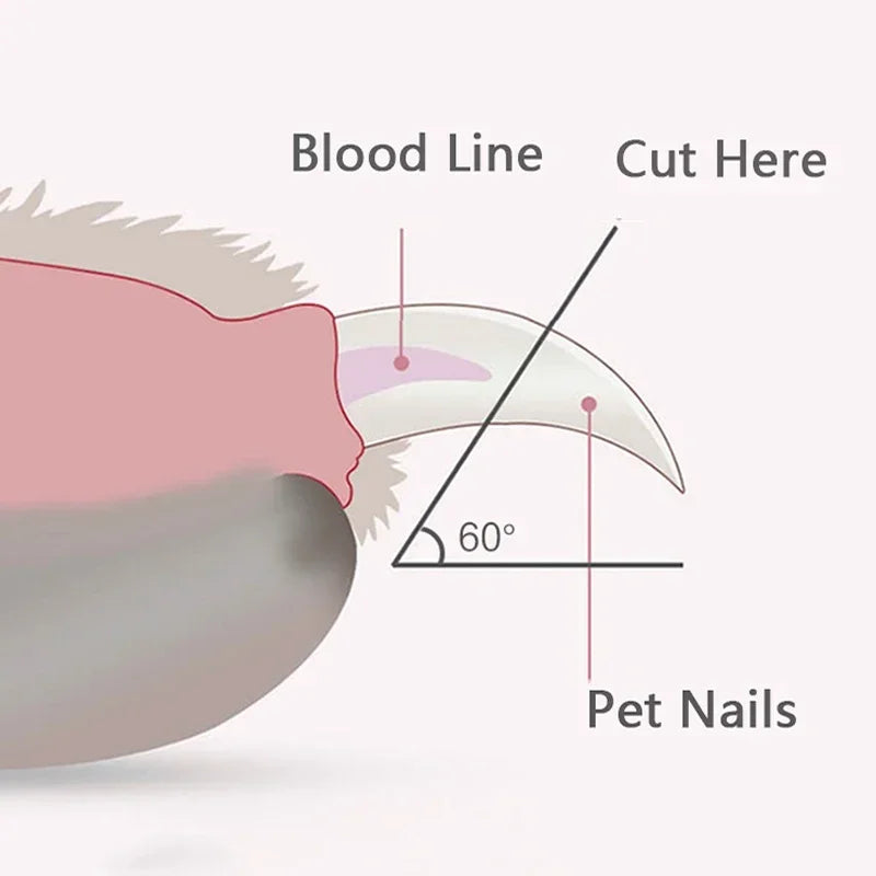 Diagram illustrating safe cutting points for pet nails, showing blood line and cut here indicators for pet claw grooming.